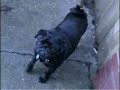 What was Fonzy barking at? What was Fonzy barking at?