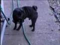What was Fonzy barking at?