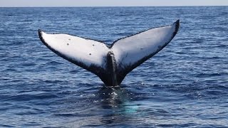 The Humpback Whale