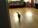 Maya fetches 1