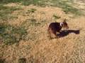 videos de Ellie's first attempt at getting the grass
