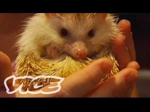 Cute Hedgehogs!
