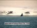 clip video Seal Walk On By (master S&k)