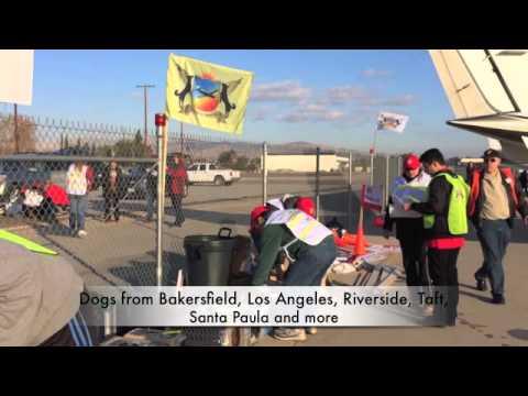 dogs at the holidays - The wonderful organization Wings of Rescue, flies 100s of dogs from Southern California shelters to rescues and shelters in Oregon, Washington, Idaho and Montana. These are dogs that are getting...