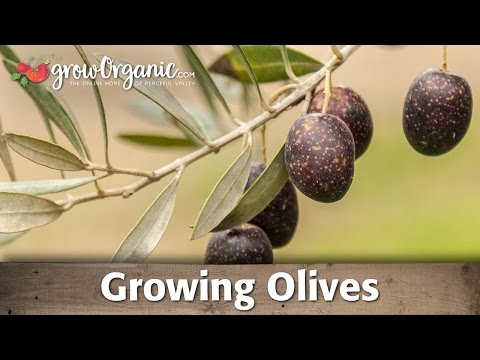 how to grow olive tree from seed