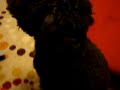 Vicious Puppy Kills Big Poodle