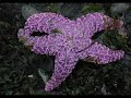 Pictures Of Wonderful Starfishes - Magnifiche Stelle Marine Pictures Of Wonderful Starfishes - Magnifiche Stelle Marine