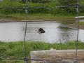 Brown Bears in AWCC