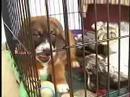 Foster Puppies: Utah & China