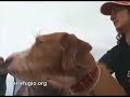 14 perros abandonados visitan playa El Sardinero, Santander