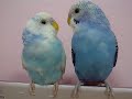 TheBudgieBirds - Cute Blue Budgie Birds