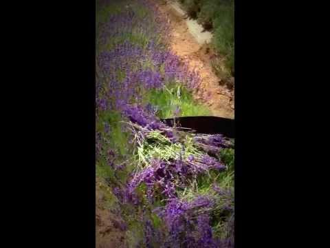 how to harvest and use lavender