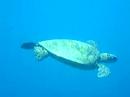 Diving with Hawaiian Sea Turtle