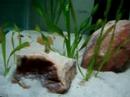 OCELLATUS GOLD THE LAST V�DEO