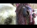 Butterball Abuse An undercover investigation exposing animal cruelty!