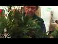 How to Create a Winter-Safe Planter Arrangement How to Create a Winter-Safe Planter Arrangement