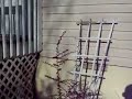 Home Garden : Part 2 - Fence Posts Home Garden : Part 2 - Fence Posts