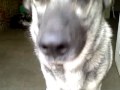 Jake the Norwegian Elkhound