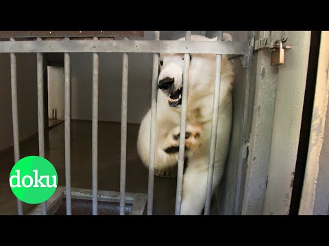 Der Zoo: Tiergefngnis oder Artenschutz? | WDR Doku