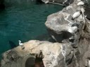 Sea Lions 2