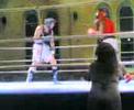Boxen in Brandenburg (BRB) 2