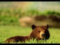 oliver-shanti-wolf-song.html