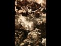 It's all here:Original reptilian drawings, Paranormal demon possession, Aliens that morph into reptile looking humans, The story of the annunaki and illuminati, How a reptilian alien might be related to the grey aliens, Shapeshifters who move from reptile form in secret, The great ufo conspiracy. ...and just about everything Icke has been saying about reptilians and the Illuminati.All set to beautiful music, enjoy!http://the.feds.arewatching.ushttp://starships-rpg.com/archangelhttp://realshapeshifters.com