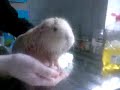 Dot the Guinea Pig being washed Dot the Guinea Pig being washed