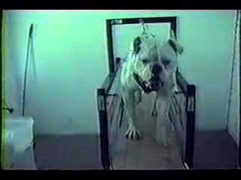 Juggs Treadmill Irondog Training