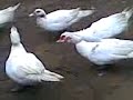 Ducks - Kacsák Ducks - Kacsák