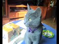 GATITA-RUSO-AZUL