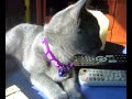 GATITA-RUSO-AZUL