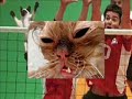 COSAS DE GATOS 2