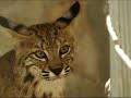 Bobcat avoids attack