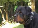 rottweilers