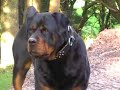 running with the big dogs the supergranny mary bosveld online marketing