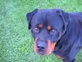 RUNNING with the BIG dogs, The Supergranny, Mary Bosveld, 