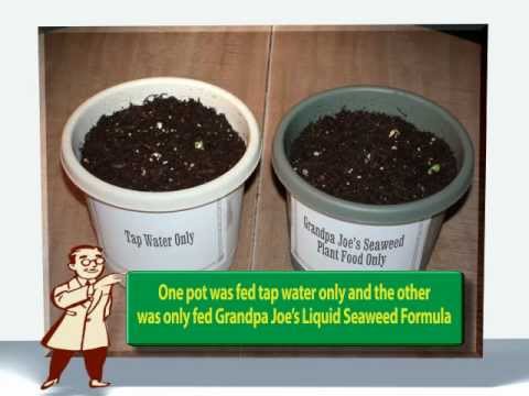 how to fertilize red tips