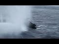 Ady Gil Being Rammed by Japanese Whalers (HQ)