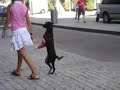 The Walking dog! Amazing clip, must see!