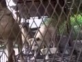 Korean Dog Meat - Dog Farm 1