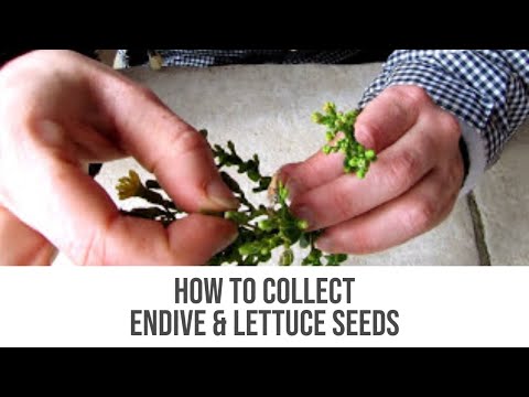 how to harvest lettuce seeds