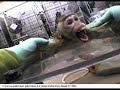 WWF/Andena-Vivisecci�n