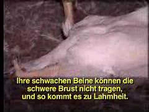 Kentucky Fried Chicken - Peta