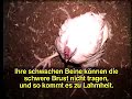Kentucky Fried Chicken - Peta