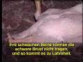 Kentucky Fried Chicken - Peta