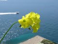 La mia isola - Ischia -