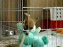 puppy playing with stuffed animal (4)