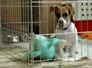 puppy playing with stuffed animal (4)
