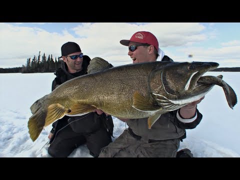 Giant Lake Trout